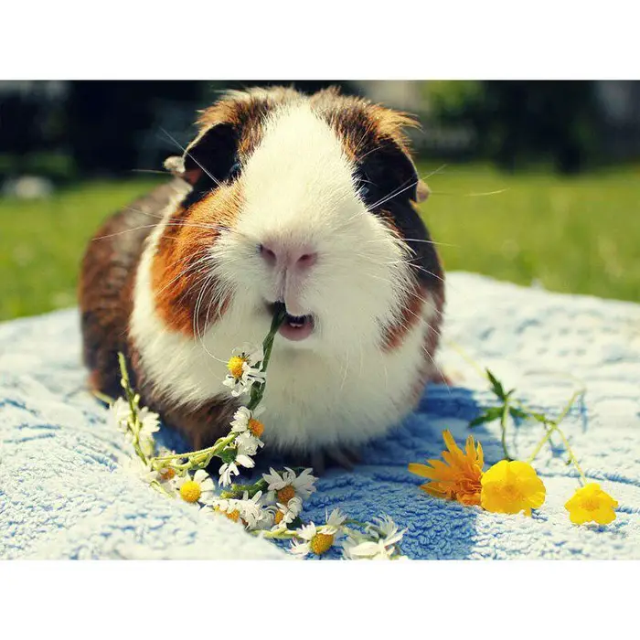 Pittura Diamante 5D Fai da Te Animale Punto Croce Ricamo Diamante 20X30CM