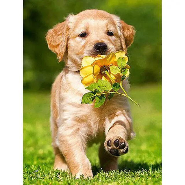 FIYO Pittura diamante 5D fai da te cane trapano quadrato/rotondo Golden Retriever animali diamante ricamo punto croce decorazioni per la