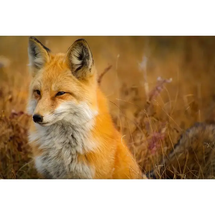 Pittura Diamante 5D Tondo Completo Volpina Ricamo Diamante 20X30CM