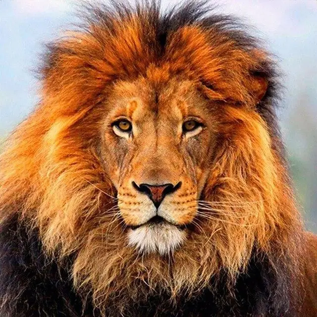 Ricamo Diamante 5D Fai da Te Animale Elefante Punto Croce Pittura Diamante Trapano Rotondo Quadrato Completo Strass Immagine Decorazione Casa Full Square 60x60CM