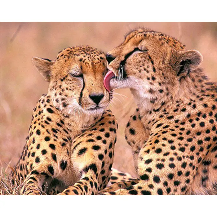 FIYO Set Completo 5D Fai da Te Pittura Diamante Animale Foresta Leopardo Punto Croce Ricamo Diamante 20X30CM