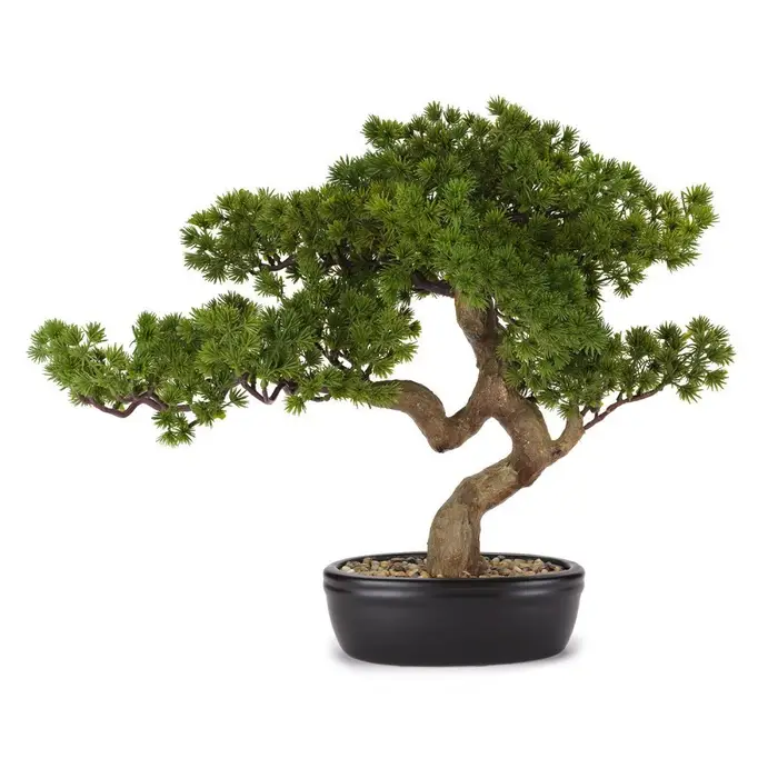 HENRIETTE Bonsai Pino Con Vaso In Ceramica
