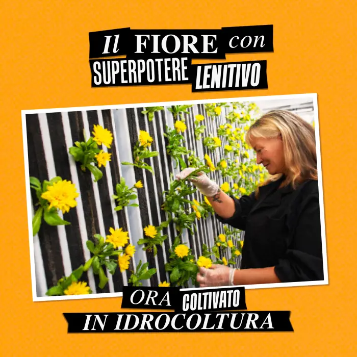 Kiehls KIEHL S Idratanti Calendula Skin-Soothing & Stabilizing Emulsion 125ml - Tratt viso 24 ore lenitiva