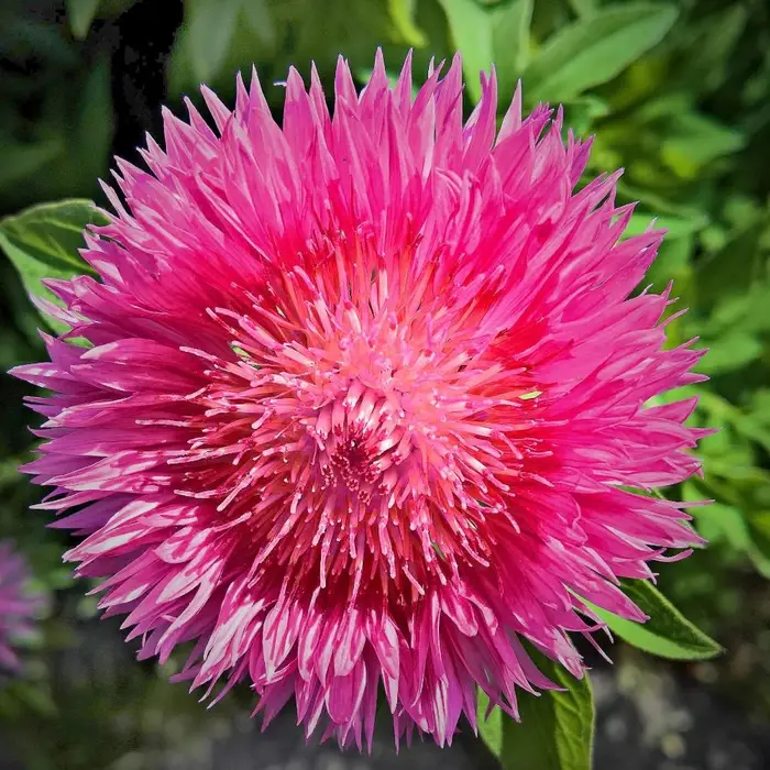 Miscela di semi di fiordaliso imperiale 1g - VILMORIN